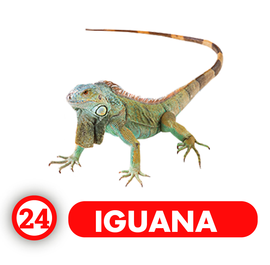 Iguana