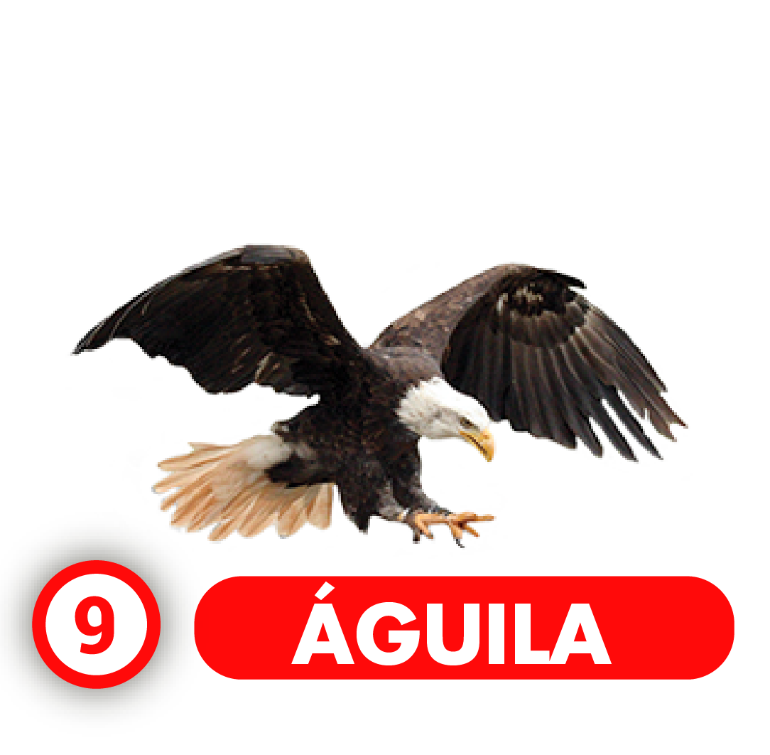 Águila