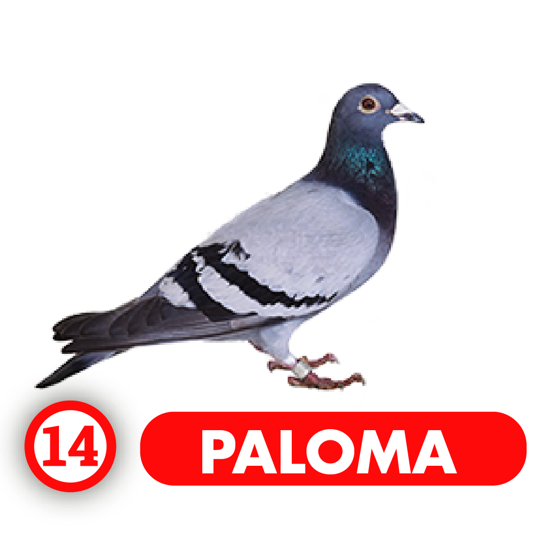 Paloma