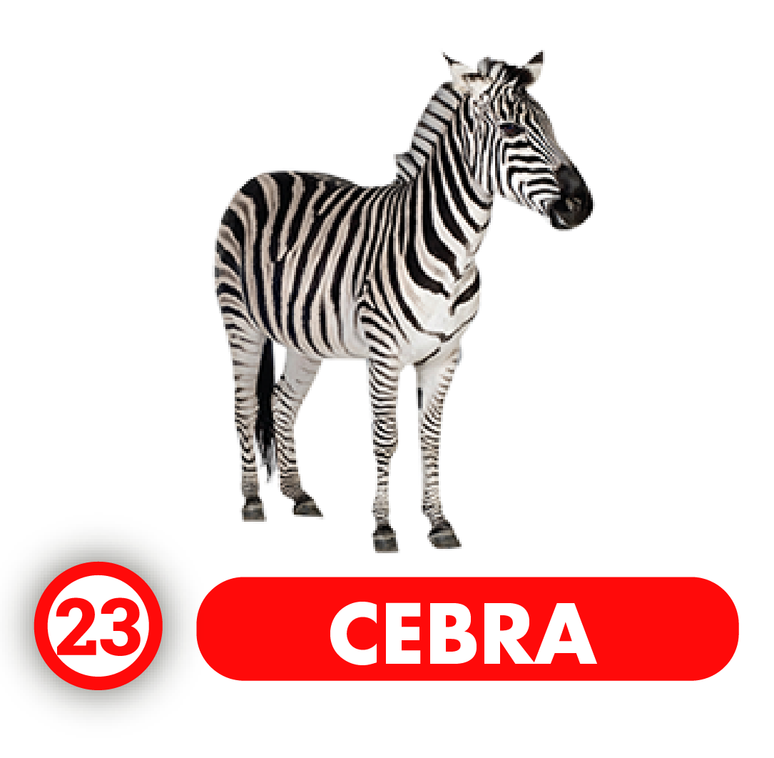 Cebra