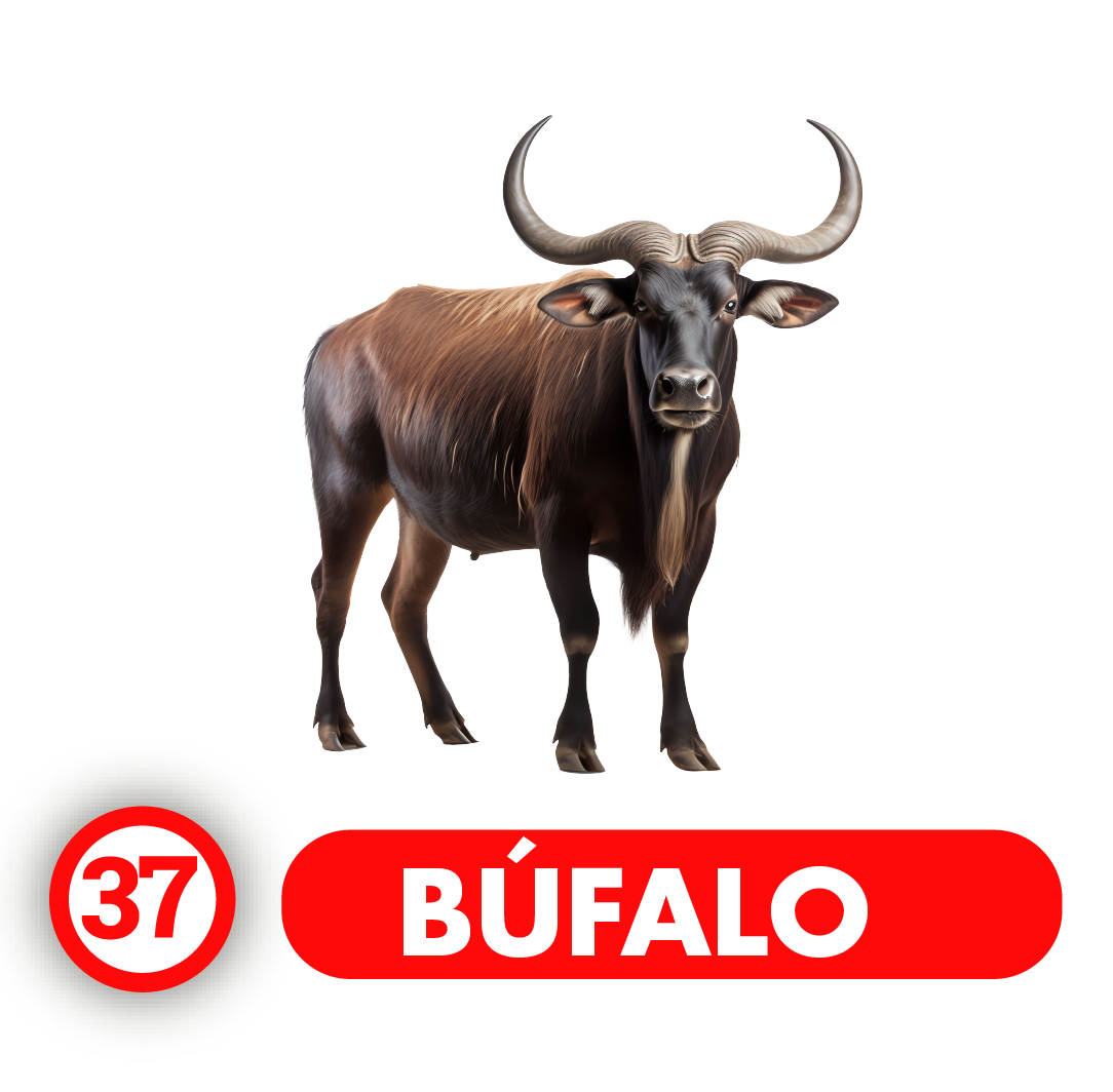 Búfalo