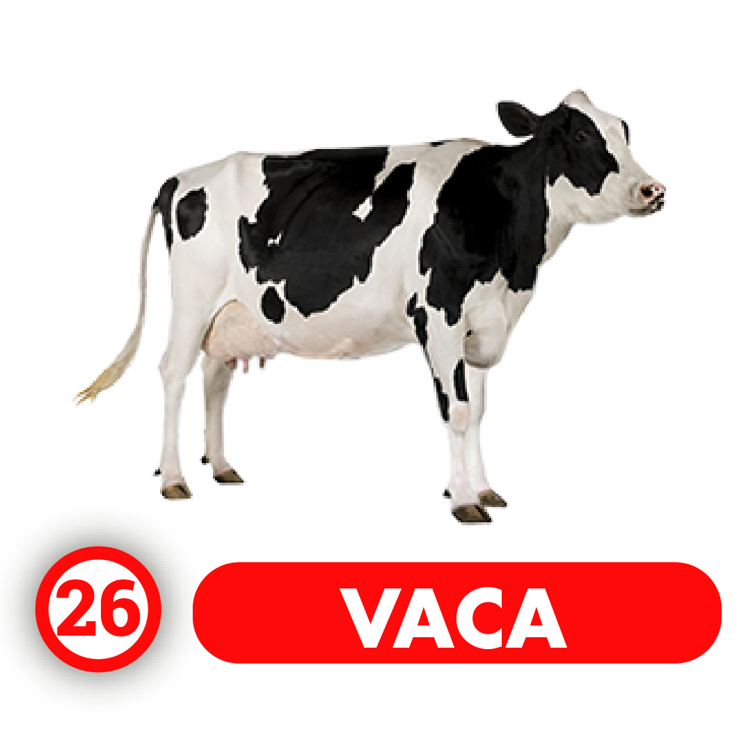 Vaca