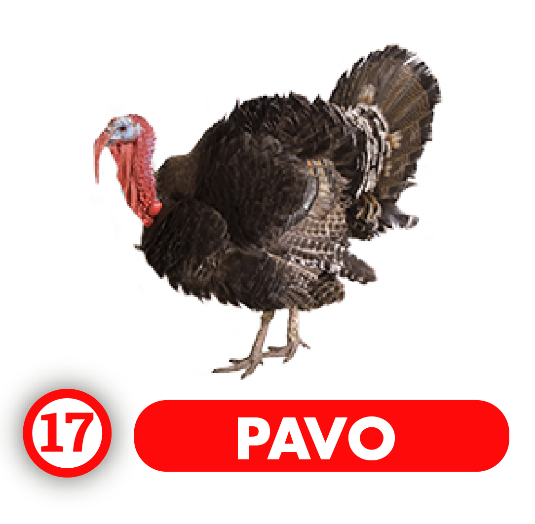 Pavo