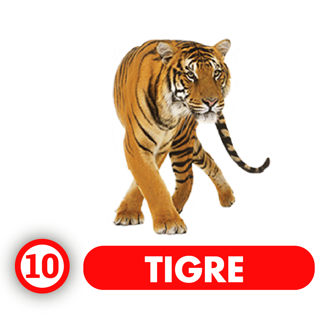 Tigre